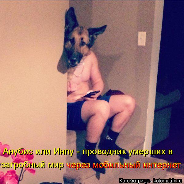 Анубис или Инпу - проводник умерших в загробный мир через мобильный интернет через мобильный интернет... Котоматрица: Анубис или Инпу - проводник умерших в загробный мир через мобильный интернет через мобильный интернет