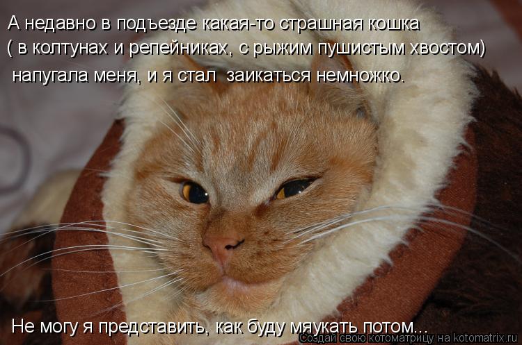 А недавно в подъезде какая-то страшная кошка ( в колтунах и репейниках, с рыжим пушистым хвостом) на... Котоматрица: А недавно в подъезде какая-то страшная кошка ( в колтунах и репейниках, с рыжим пушистым хвостом) напугала меня, и я стал заикаться немножко