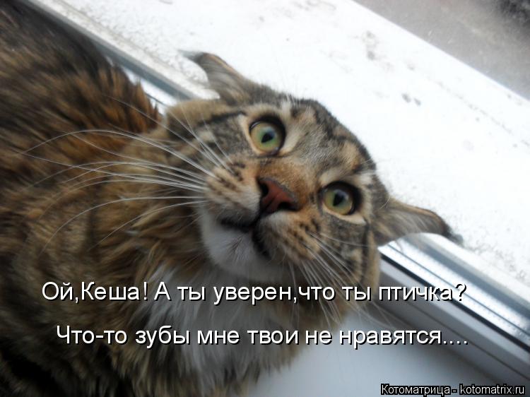 Ой,Кеша! А ты уверен,что ты птичка? Что-то зубы мне твои не нравятся....... Котоматрица: Ой,Кеша! А ты уверен,что ты птичка? Что-то зубы мне твои не нравятся....