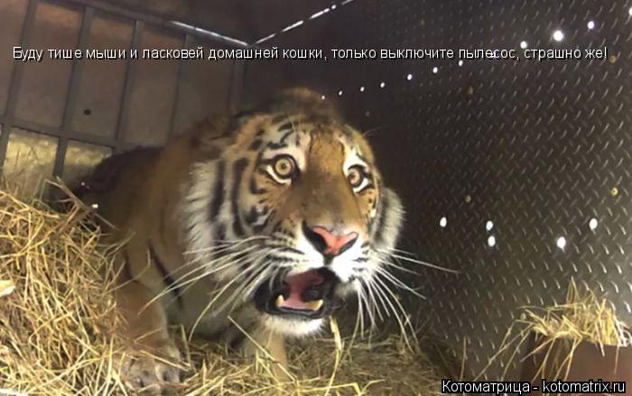 Буду тише мыши и ласковей домашней кошки, только выключите пылесос, страшно же!... Котоматрица: Буду тише мыши и ласковей домашней кошки, только выключите пылесос, страшно же!