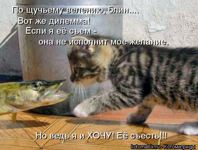 По щучьему велению, блин.... Если я её съем - она не исполнит мое желание. Но ведь я и ХОЧУ! Её съес... Котоматрица: По щучьему велению, блин.... Если я её съем - она не исполнит мое желание. Но ведь я и ХОЧУ! Её съесть!!! Вот же дилемма!