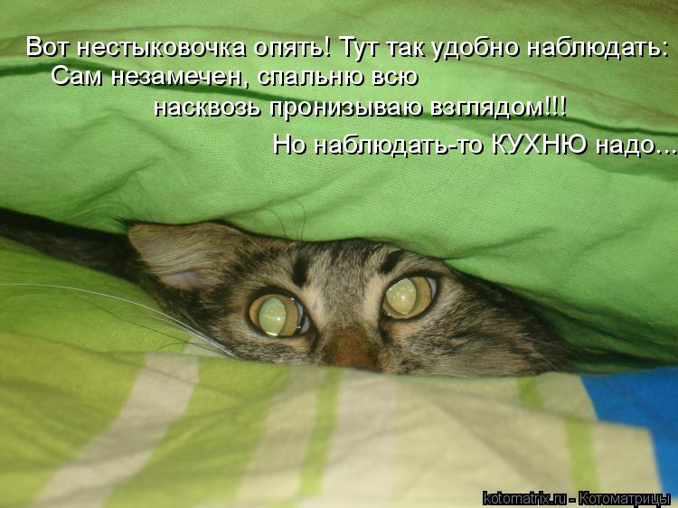 Вот нестыковочка опять! Тут так удобно наблюдать: Сам незамечен, спальню всю Но наблюдать-то КУХНЮ н... Котоматрица: Вот нестыковочка опять! Тут так удобно наблюдать: Сам незамечен, спальню всю Но наблюдать-то КУХНЮ надо... насквозь пронизываю взглядом!!!
