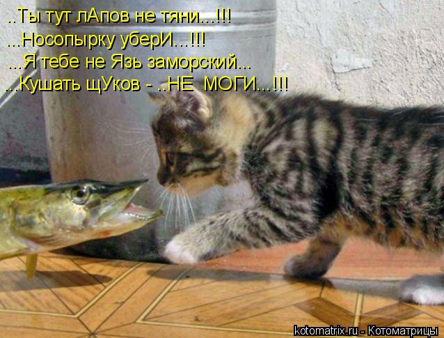 ..Ты тут лАпов не тяни...!!! ...Носопырку уберИ...!!! ...Я тебе не Язь заморский... ...Кушать щУков ... Котоматрица: ..Ты тут лАпов не тяни...!!! ...Носопырку уберИ...!!! ...Я тебе не Язь заморский... ...Кушать щУков - ..НЕ МОГИ...!!!
