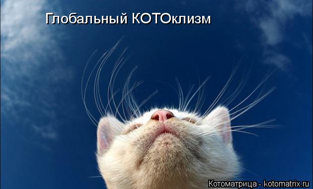 Глобальный КОТОклизм... Котоматрица: Глобальный КОТОклизм