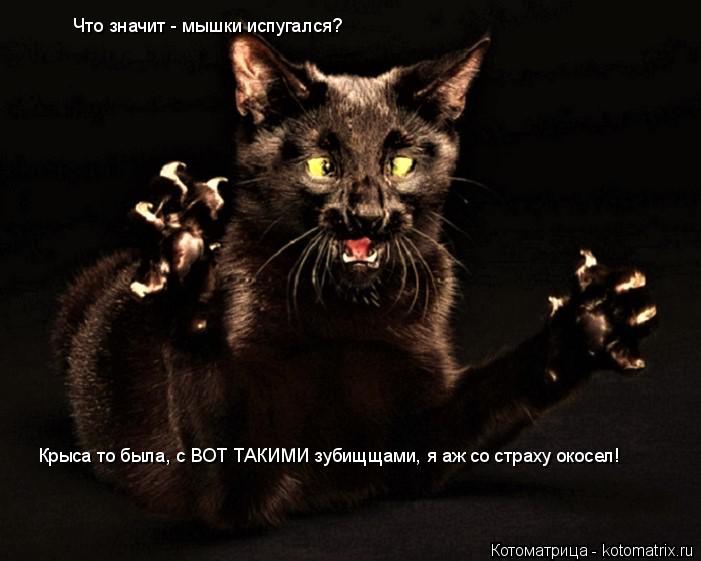 Что значит - мышки испугался? Крыса то была, с ВОТ ТАКИМИ зубищщами, я аж со страху окосел!... Котоматрица: Что значит - мышки испугался? Крыса то была, с ВОТ ТАКИМИ зубищщами, я аж со страху окосел!