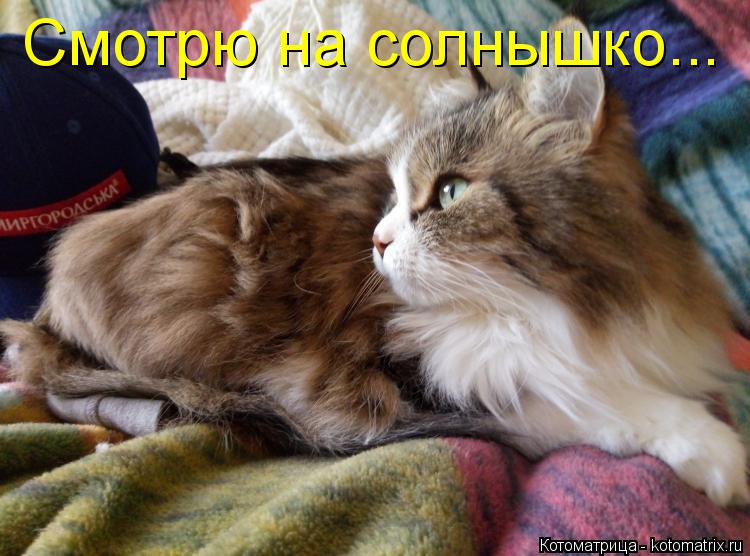 Смотрю на солнышко...... Котоматрица: Смотрю на солнышко...