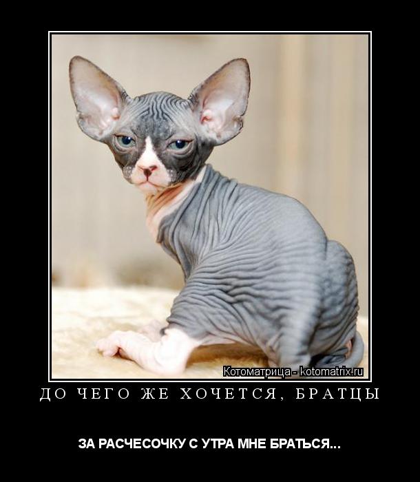 ДО ЧЕГО ЖЕ ХОЧЕТСЯ, БРАТЦЫ ЗА РАСЧЕСОЧКУ С УТРА МНЕ БРАТЬСЯ...... Котоматрица: ДО ЧЕГО ЖЕ ХОЧЕТСЯ, БРАТЦЫ ЗА РАСЧЕСОЧКУ С УТРА МНЕ БРАТЬСЯ...