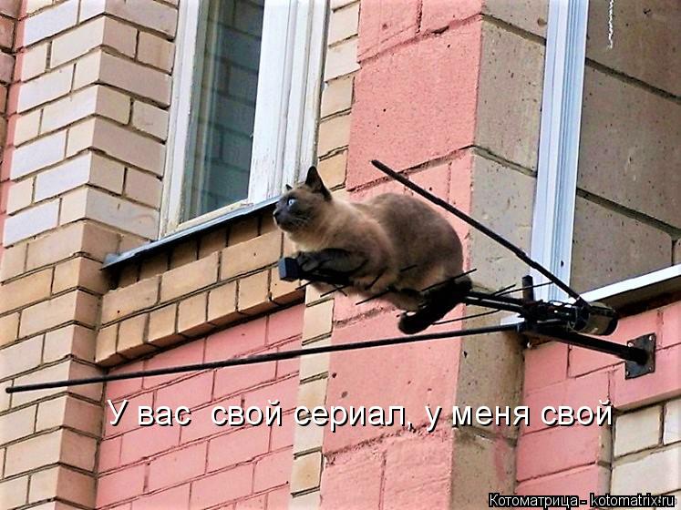 У вас свой сериал, у меня свой... Котоматрица: У вас свой сериал, у меня свой