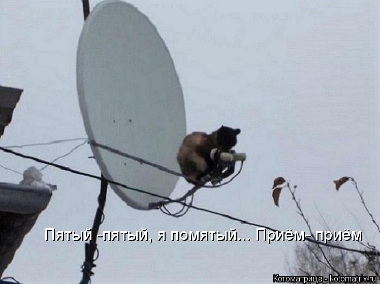 Пятый -пятый, я помятый... Приём- приём... Котоматрица: Пятый -пятый, я помятый... Приём- приём