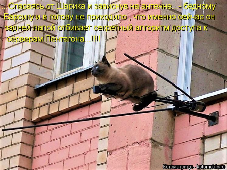 ...Спасаясь от Шарика и зависнув на антенне...- бедному Барсику и в голову не приходило , что именно... Котоматрица: ...Спасаясь от Шарика и зависнув на антенне...- бедному Барсику и в голову не приходило , что именно сейчас он задней лапой отбивает секретны