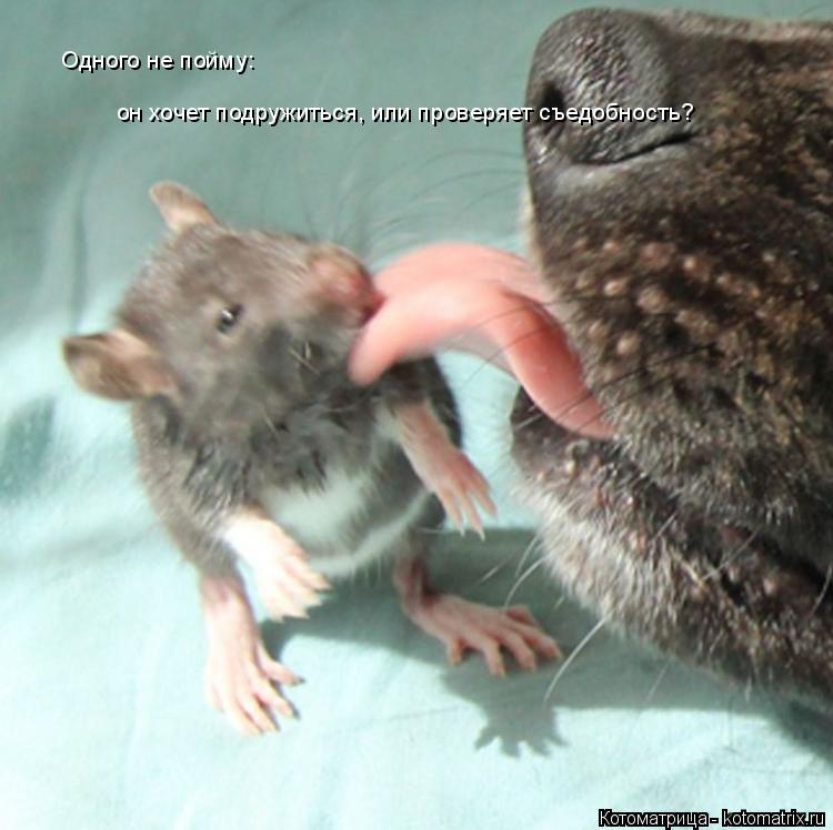 Одного не пойму: он хочет подружиться, или проверяет съедобность?... Котоматрица: Одного не пойму: он хочет подружиться, или проверяет съедобность?