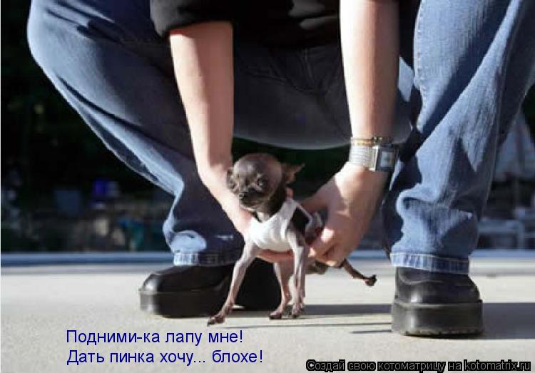 Подними-ка лапу мне! Дать пинка хочу... блохе!... Котоматрица: Подними-ка лапу мне! Дать пинка хочу... блохе!