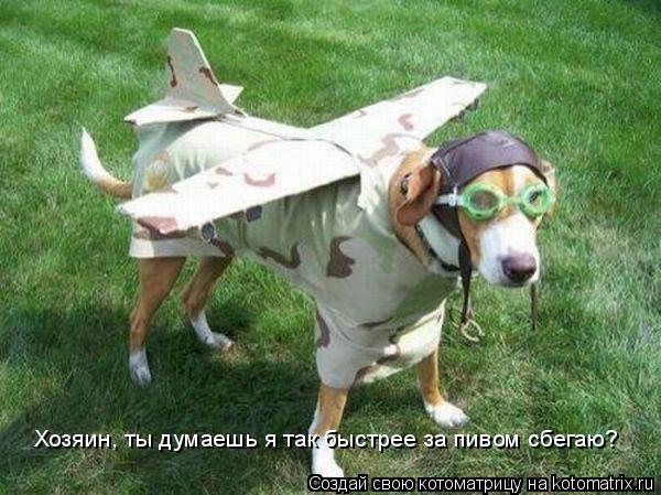 Хозяин, ты думаешь я так быстрее за пивом сбегаю?... Котоматрица: Хозяин, ты думаешь я так быстрее за пивом сбегаю?