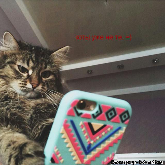 коты уже не те. =)... Котоматрица: коты уже не те. =)