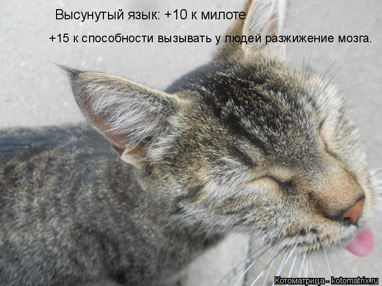 Высунутый язык: +10 к милоте +15 к способности вызывать у людей разжижение мозга.... Котоматрица: Высунутый язык: +10 к милоте +15 к способности вызывать у людей разжижение мозга.