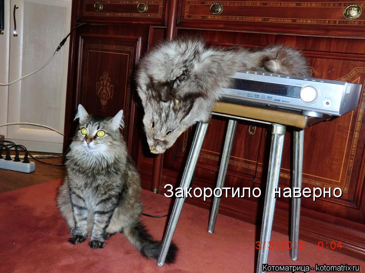 Закоротило наверно... Котоматрица: Закоротило наверно