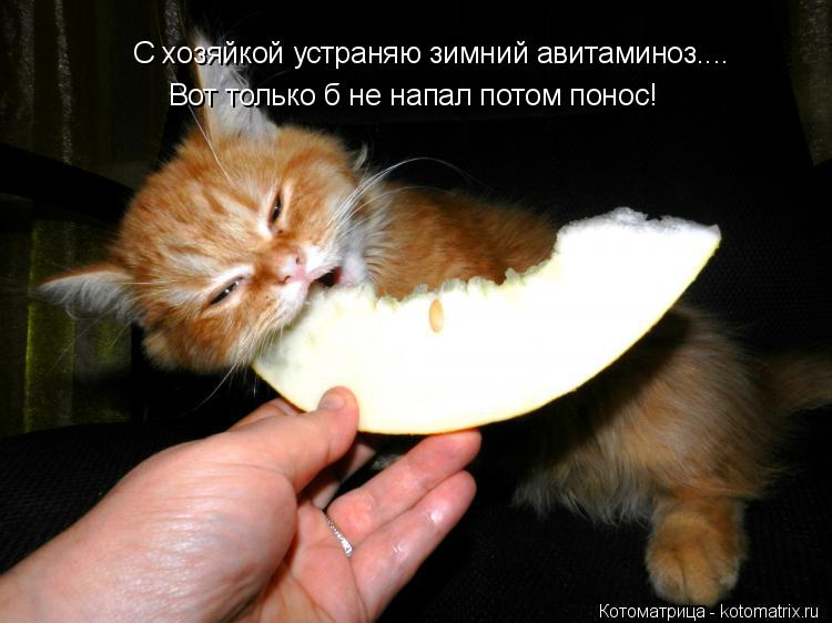С хозяйкой устраняю зимний авитаминоз.... Вот только б не напал потом понос!... Котоматрица: С хозяйкой устраняю зимний авитаминоз.... Вот только б не напал потом понос!