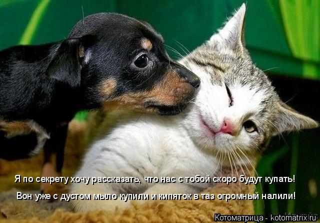 Вон уже с дустом мыло купили и кипяток в таз огромный налили! Я по секрету хочу рассказать, что нас с... Котоматрица: Вон уже с дустом мыло купили и кипяток в таз огромный налили! Я по секрету хочу рассказать, что нас с тобой скоро будут купать!