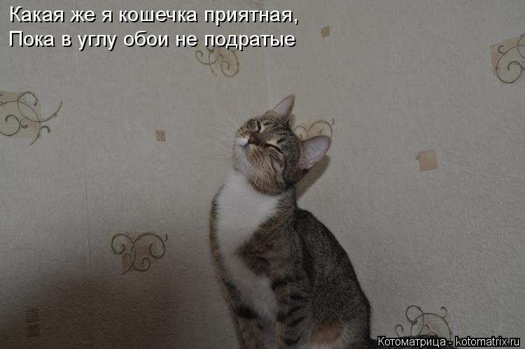 Какая же я кошечка приятная, Пока в углу обои не подратые... Котоматрица: Какая же я кошечка приятная, Пока в углу обои не подратые