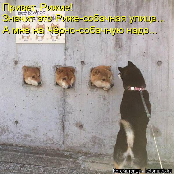Привет, Рижие! Значит это Риже-собачная улица... А мне на Чёрно-собачную надо...... Котоматрица: Привет, Рижие! Значит это Риже-собачная улица... А мне на Чёрно-собачную надо...