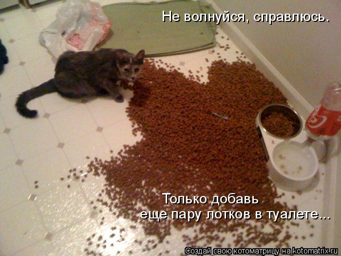 Не волнуйся, справлюсь. еще пару лотков в туалете... Только добавь... Котоматрица: Не волнуйся, справлюсь. еще пару лотков в туалете... Только добавь