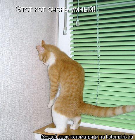Этот кот очень умный!... Котоматрица: Этот кот очень умный!