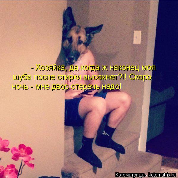 - Хозяйка, да когда ж наконец моя шуба после стирки высохнет?!! Скоро ночь - мне двор стеречь надо!... Котоматрица: - Хозяйка, да когда ж наконец моя шуба после стирки высохнет?!! Скоро ночь - мне двор стеречь надо!
