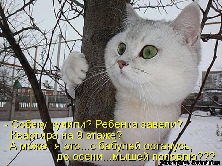 - Собаку купили? Ребенка завели? Квартира на 9 этаже? А может я это...с бабулей останусь, до осени...... Котоматрица: - Собаку купили? Ребенка завели? Квартира на 9 этаже? А может я это...с бабулей останусь, до осени...мышей половлю???
