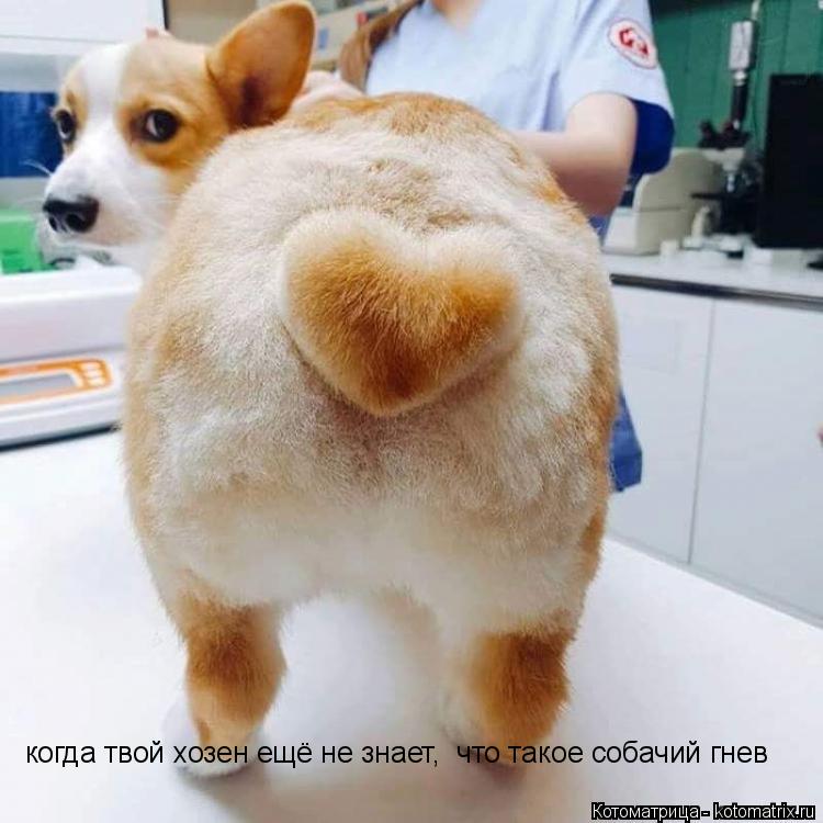 когда твой хозен ещё не знает, что такое собачий гнев... Котоматрица: когда твой хозен ещё не знает, что такое собачий гнев