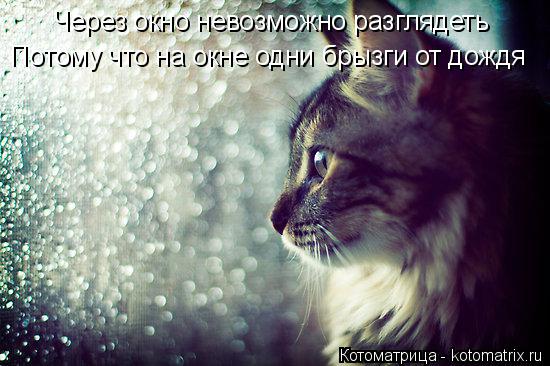 Через окно невозможно разглядеть Потому что на окне одни брызги от дождя... Котоматрица: Через окно невозможно разглядеть Потому что на окне одни брызги от дождя