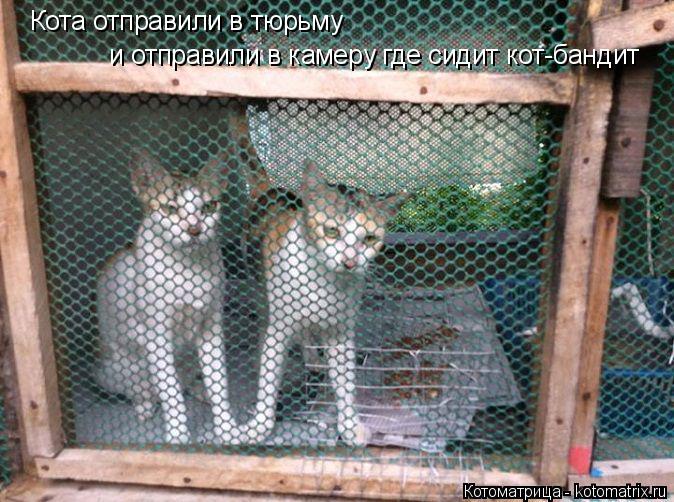 Кота отправили в тюрьму и отправили в камеру где сидит кот-бандит... Котоматрица: Кота отправили в тюрьму и отправили в камеру где сидит кот-бандит