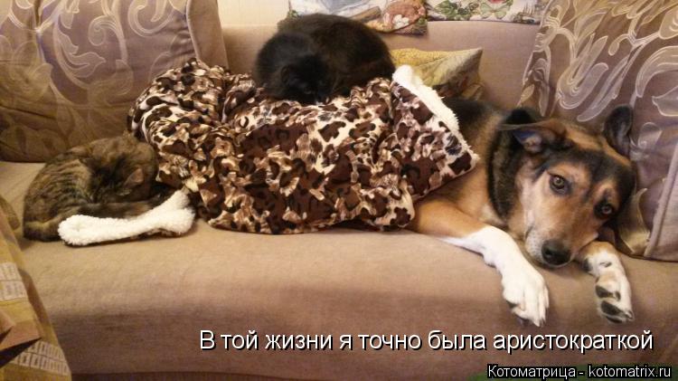 В той жизни я точно была аристократкой... Котоматрица: В той жизни я точно была аристократкой