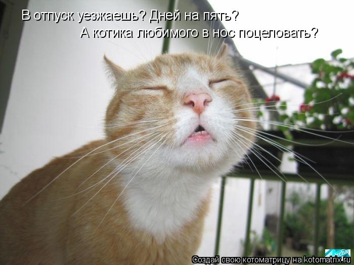 В отпуск уезжаешь? Дней на пять? А котика любимого в нос поцеловать?... Котоматрица: В отпуск уезжаешь? Дней на пять? А котика любимого в нос поцеловать?