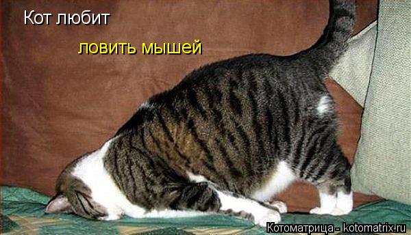 Кот любит ловить мышей... Котоматрица: Кот любит ловить мышей