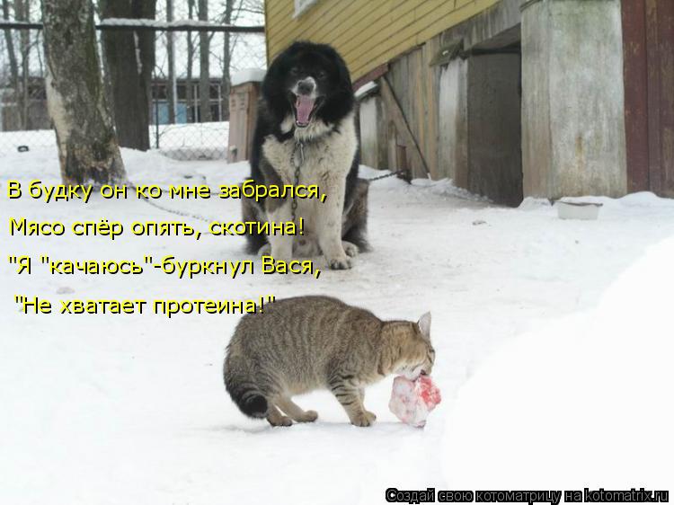В будку он ко мне забрался, Мясо спёр опять, скотина! "Я "качаюсь"-буркнул Вася, "Не хватает протеина... Котоматрица: В будку он ко мне забрался, Мясо спёр опять, скотина! "Я "качаюсь"-буркнул Вася, "Не хватает протеина!"