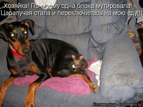 Хозяйка! По-моему одна блоха мутировала! Царапучая стала и переключилась на мою еду!!!... Котоматрица: Хозяйка! По-моему одна блоха мутировала! Царапучая стала и переключилась на мою еду!!!