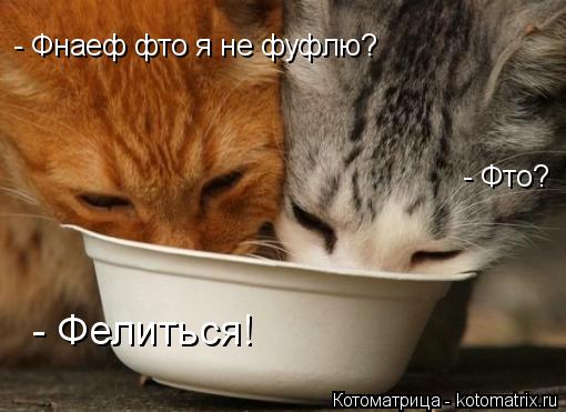 - Фнаеф фто я не фуфлю? - Фто? - Фелиться!... Котоматрица: - Фнаеф фто я не фуфлю? - Фто? - Фелиться!
