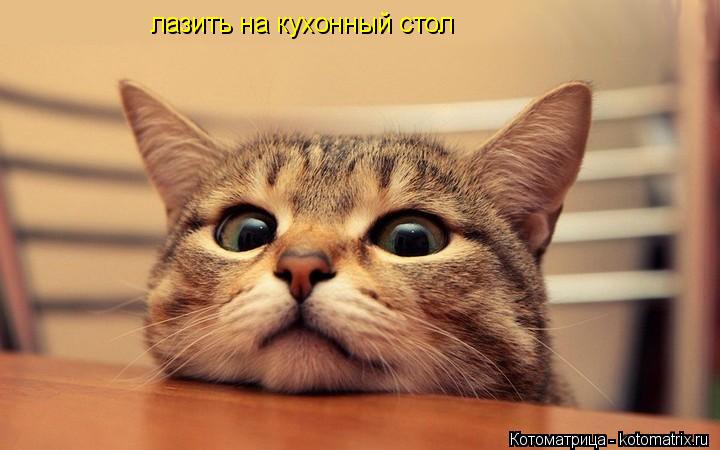 лазить на кухонный стол... Котоматрица: лазить на кухонный стол