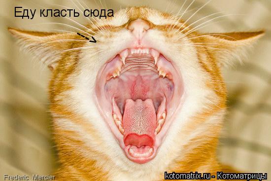 Еду класть сюда --->... Котоматрица: Еду класть сюда --->