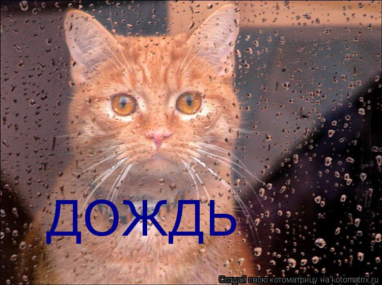 ДОЖДЬ... Котоматрица: ДОЖДЬ