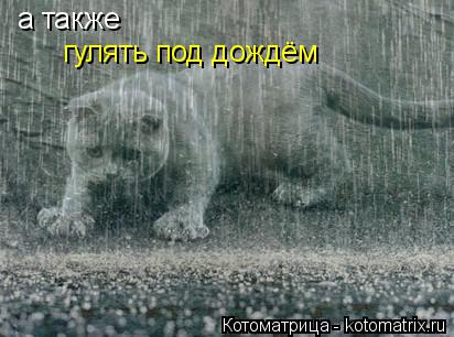 а также гулять под дождём... Котоматрица: а также гулять под дождём