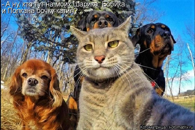 - А ну, кто тут на моих Шарика, Бобика и Полкана бочку катил?....... Котоматрица: - А ну, кто тут на моих Шарика, Бобика и Полкана бочку катил?....