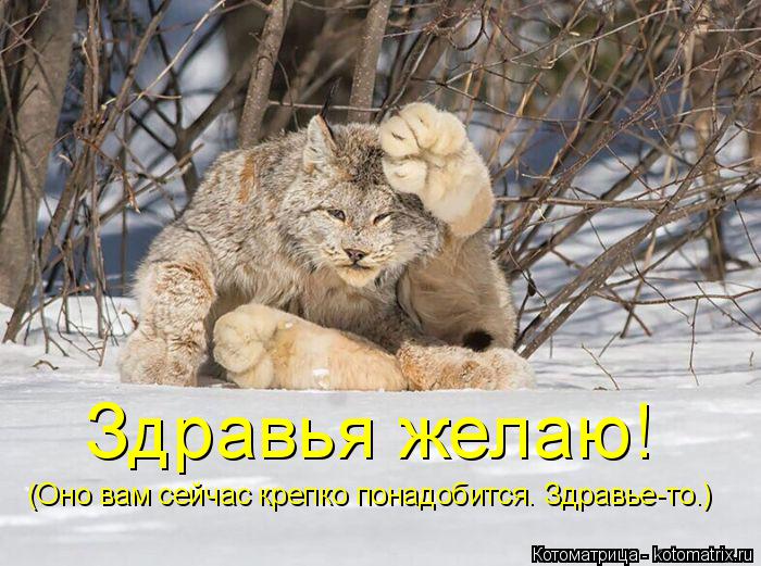 Здравья желаю! (Оно вам сейчас крепко понадобится. Здравье-то.)... Котоматрица: Здравья желаю! (Оно вам сейчас крепко понадобится. Здравье-то.)