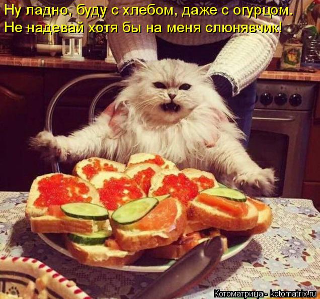 Ну ладно, буду с хлебом, даже с огурцом. Не надевай хотя бы на меня слюнявчик!... Котоматрица: Ну ладно, буду с хлебом, даже с огурцом. Не надевай хотя бы на меня слюнявчик!