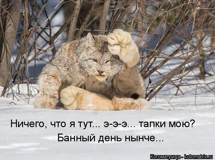 Ничего, что я тут... э-э-э... тапки мою? Банный день нынче...... Котоматрица: Ничего, что я тут... э-э-э... тапки мою? Банный день нынче...