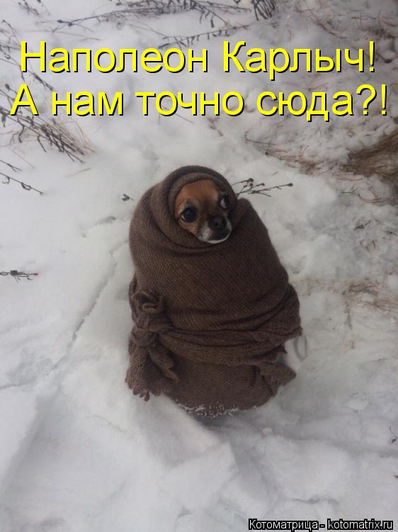 Наполеон Карлыч! А нам точно сюда?!... Котоматрица: Наполеон Карлыч! А нам точно сюда?!