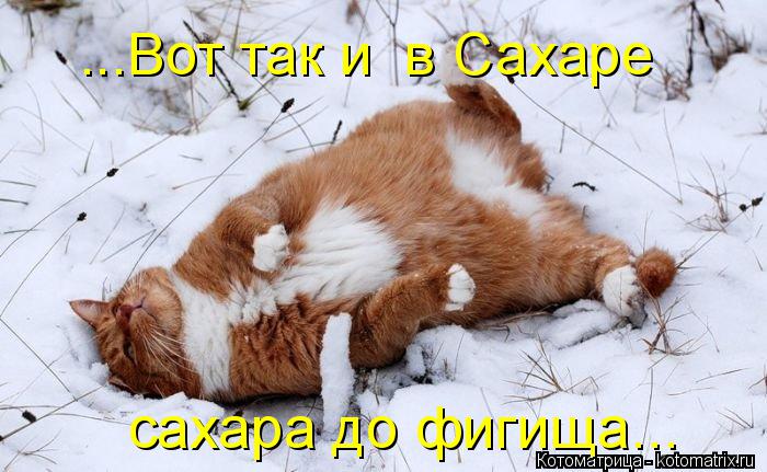 ...Вот так и в Сахаре сахара до фигища...... Котоматрица: ...Вот так и в Сахаре сахара до фигища...