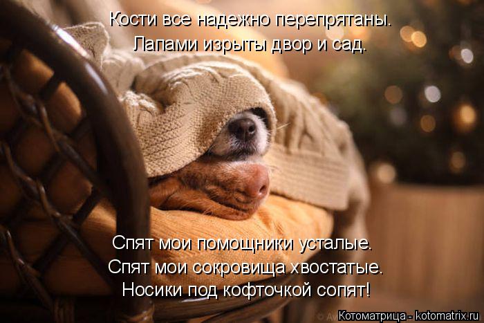 Кости все надежно перепрятаны. Лапами изрыты двор и сад. Носики под кофточкой сопят! Спят мои сокрови... Котоматрица: Кости все надежно перепрятаны. Лапами изрыты двор и сад. Носики под кофточкой сопят! Спят мои сокровища хвостатые. Спят мои помощники устал