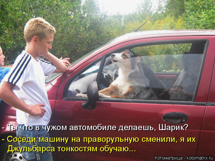- Ты что в чужом автомобиле делаешь, Шарик? - Соседи машину на праворульную сменили, я их Джульбарса ... Котоматрица: - Ты что в чужом автомобиле делаешь, Шарик? - Соседи машину на праворульную сменили, я их Джульбарса тонкостям обучаю...
