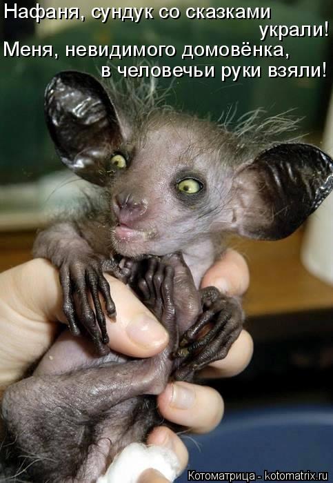 Нафаня, сундук со сказками украли! Меня, невидимого домовёнка, в человечьи руки взяли!... Котоматрица: Нафаня, сундук со сказками украли! Меня, невидимого домовёнка, в человечьи руки взяли!